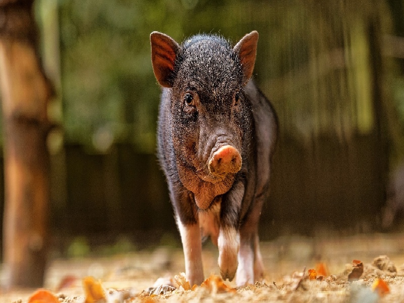 试管HCG80试管胎儿移植后试管前激素过激