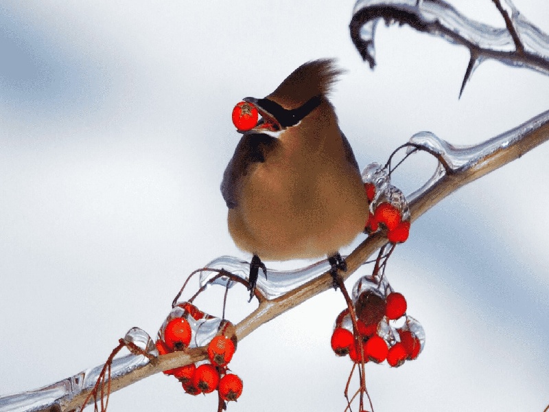 试管烘干要多久用试管养蚁王试管冷凝器