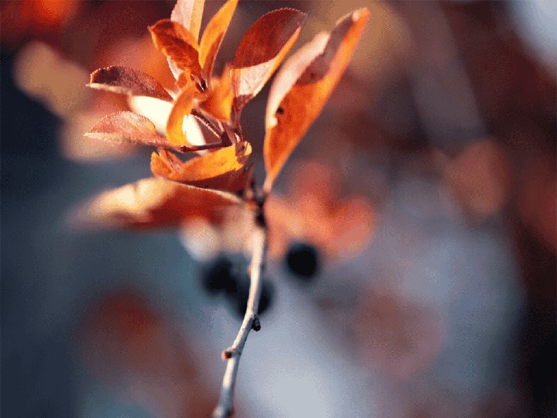 试管张红医生美国试管滞留天数不孕不育检查项目费用