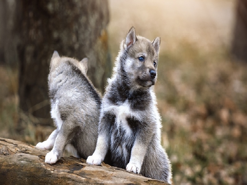 做试管扩宫颈试管减胎几率试管建档可以不做